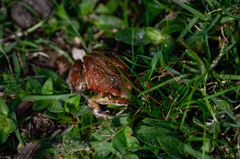 Physalaemus biligonigerus