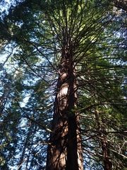 Sequoia sempervirens