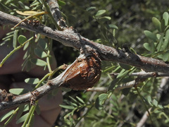 Tanaostigmodes howardii