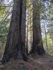 Sequoia sempervirens