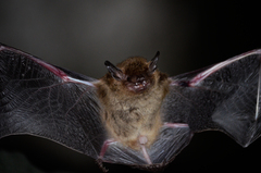 Eptesicus furinalis