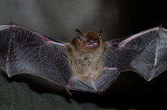 Eptesicus furinalis