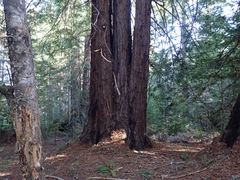 Sequoia sempervirens