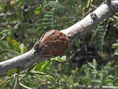 Tanaostigmodes howardii