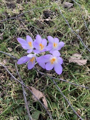 Crocus