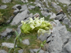 Sideritis hyssopifolia