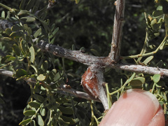 Tanaostigmodes howardii