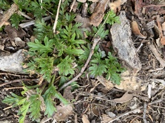 Glandularia canadensis