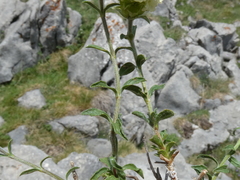 Sideritis hyssopifolia