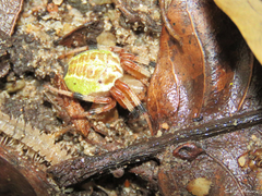 Araneus venatrix