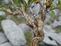 Sideritis hyssopifolia