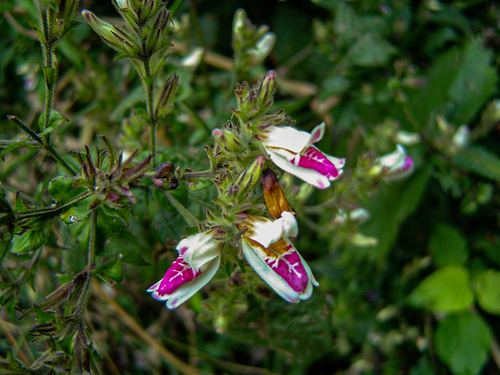 Isoglossa milanjiensis image