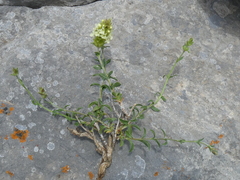 Sideritis hyssopifolia