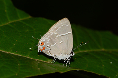 Hypostrymon renidens