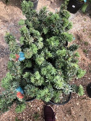 Melaleuca citrina