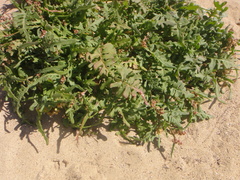 Rumex bipinnatus
