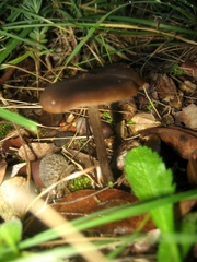 Entoloma hebes