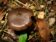 Entoloma hebes