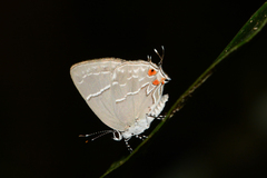 Hypostrymon renidens