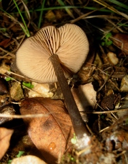 Entoloma hebes