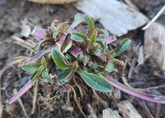 Penstemon hirsutus