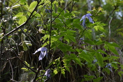 Clematis alpina