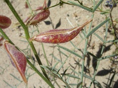 Astragalus casei