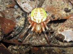 Araneus venatrix