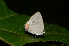 Hypostrymon renidens