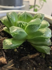 Haworthia