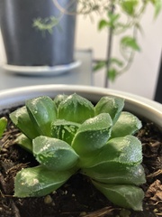 Haworthia