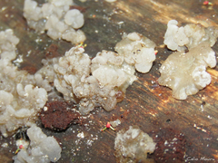 Tremellochaete