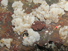 Tremellochaete