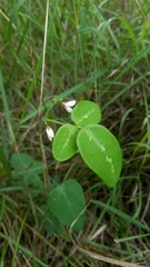 Desmodium tweedyi