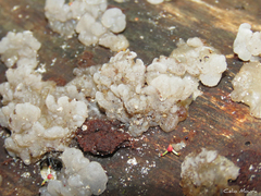 Tremellochaete