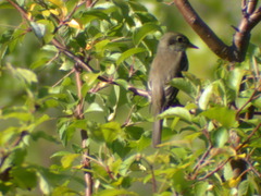 Empidonax traillii