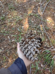 Pinus sabiniana
