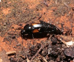 Tachinus subterraneus