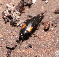 Tachinus subterraneus