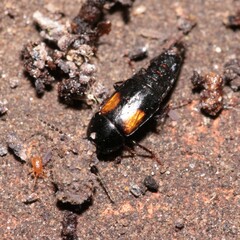 Tachinus subterraneus