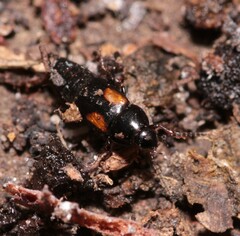 Tachinus subterraneus