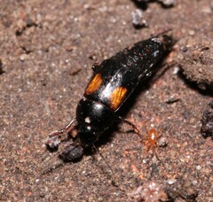 Tachinus subterraneus