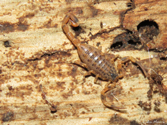 Tityus martinpaechi