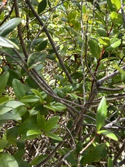 Gaultheria insana