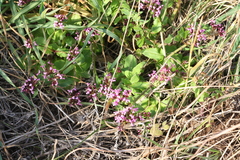 Fedia graciliflora