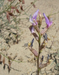 Astragalus casei