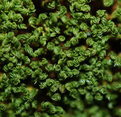 Pseudocrossidium revolutum