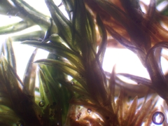 Pseudocrossidium revolutum