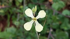 Raphanus raphanistrum raphanistrum