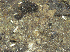 Atelurinae